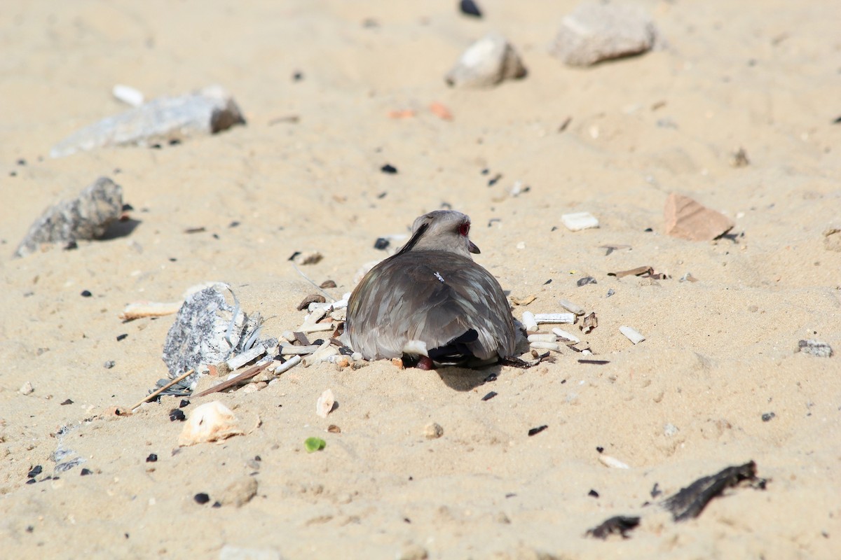Southern Lapwing - ML495688021