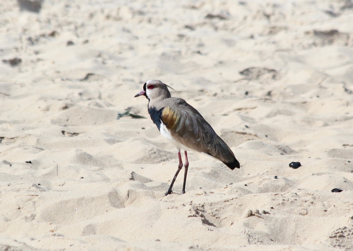 Southern Lapwing - ML495688051