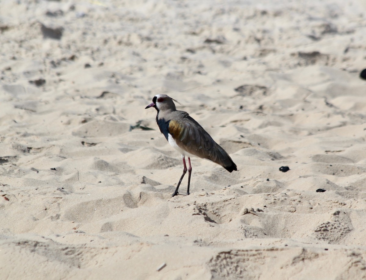 Southern Lapwing - ML495688061