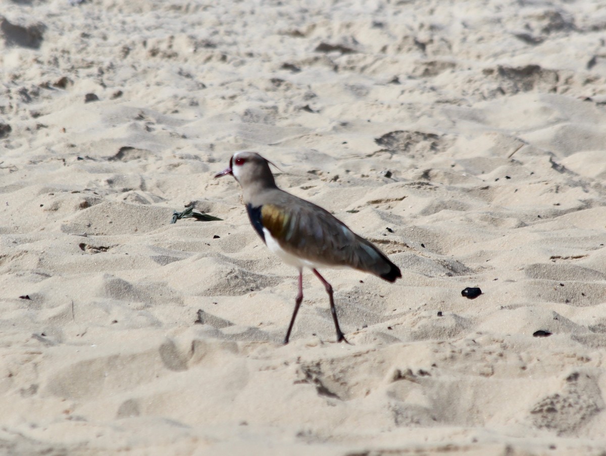 Southern Lapwing - ML495688071