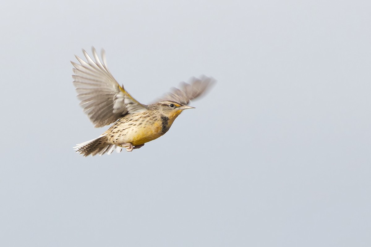 Western Meadowlark - ML495690051