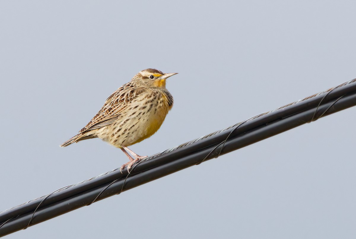 Western Meadowlark - ML495690061