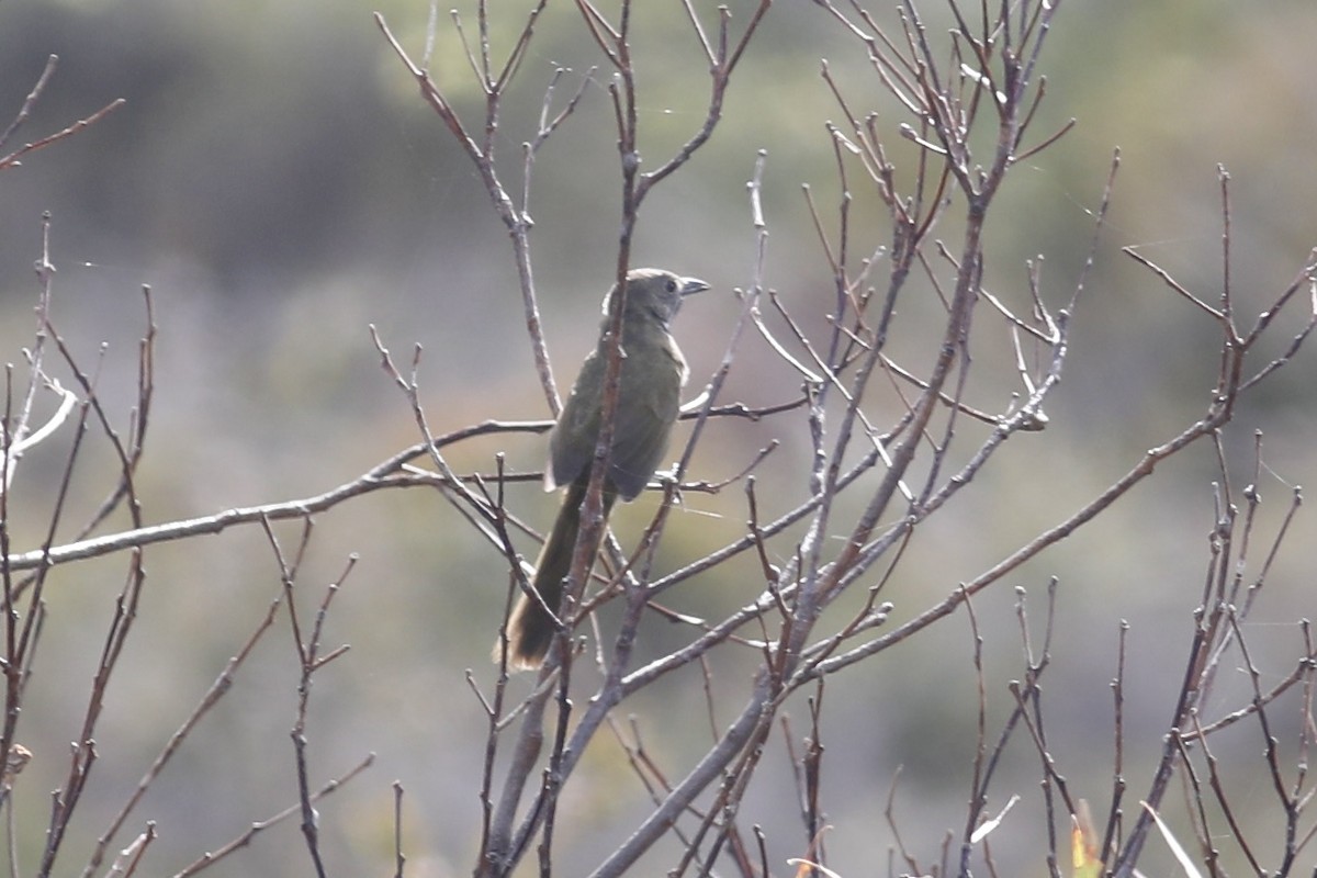 Western Whipbird - ML495691561