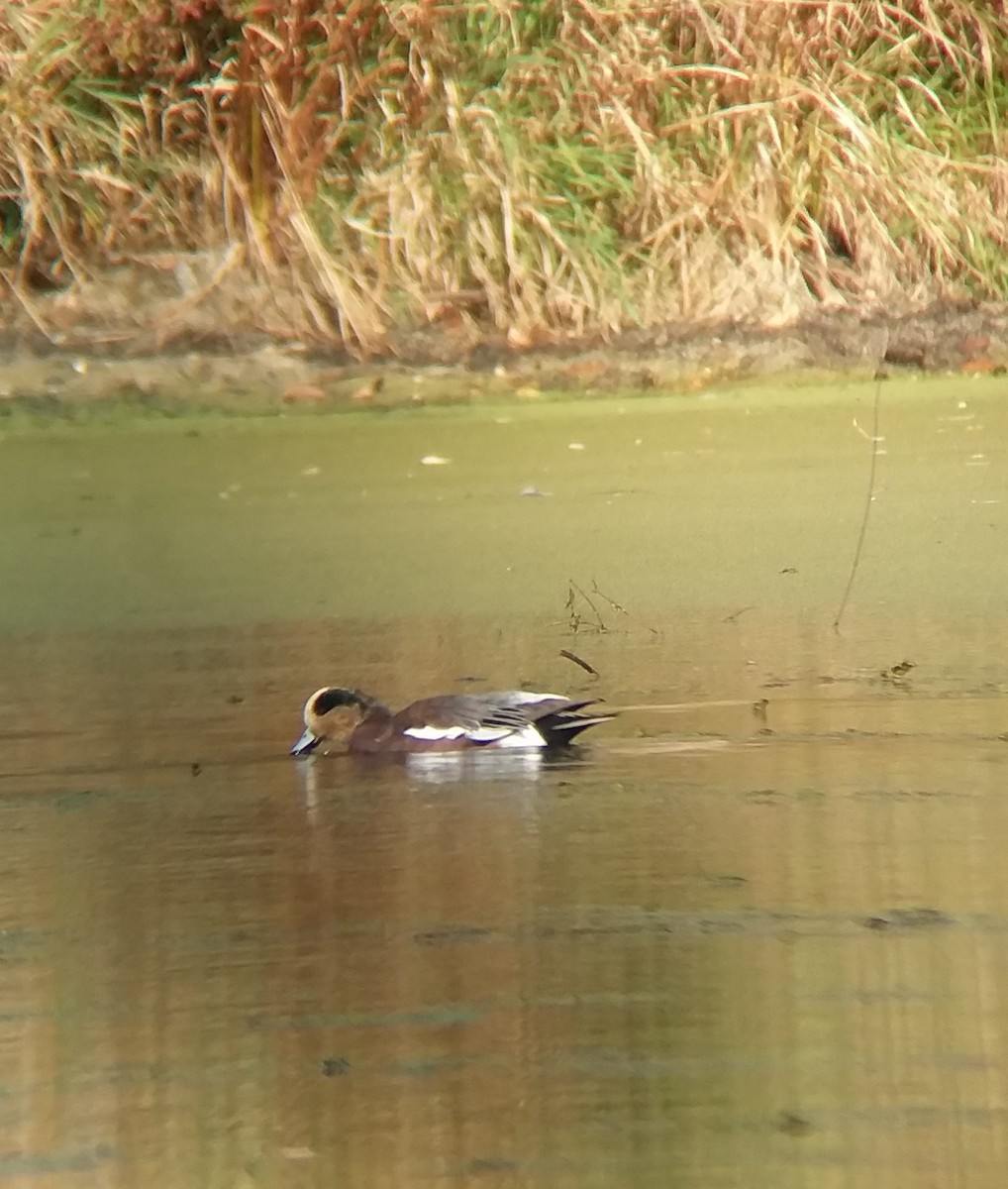 American Wigeon - ML495694811