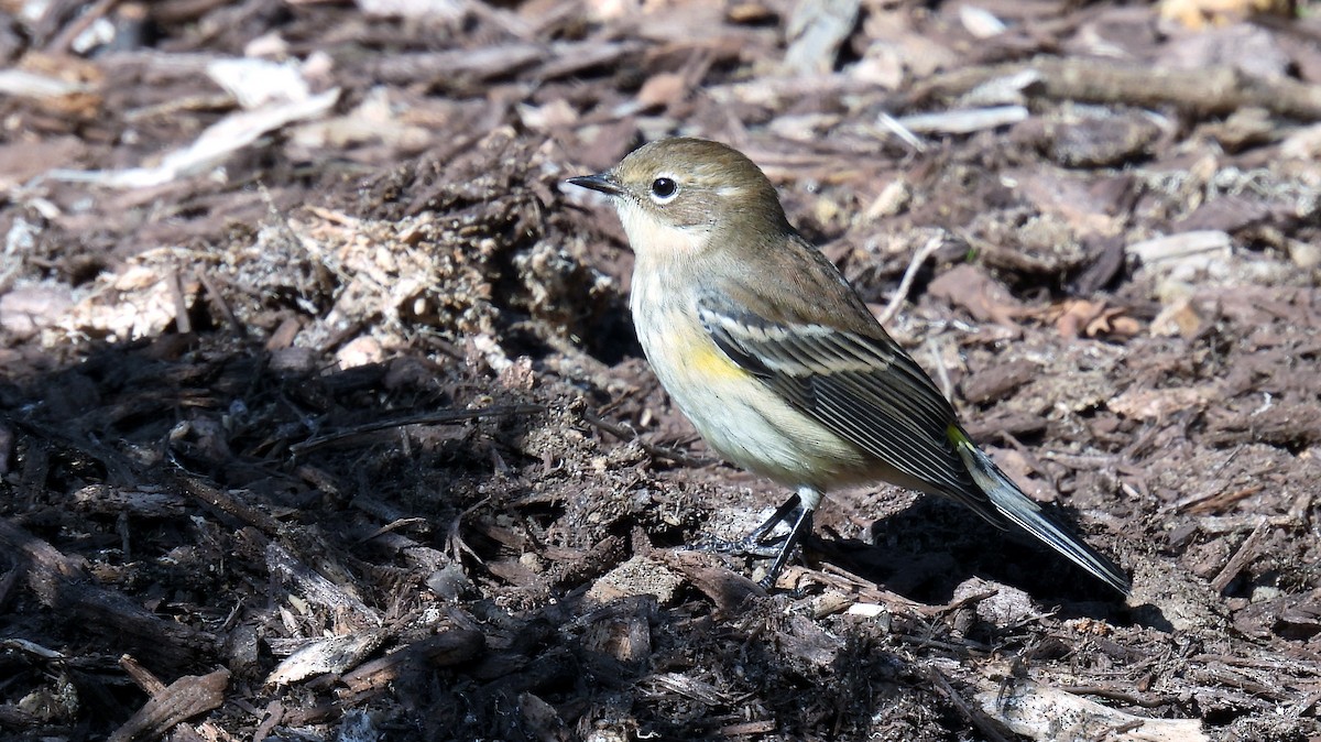 Yellow-rumped Warbler - ML495695671