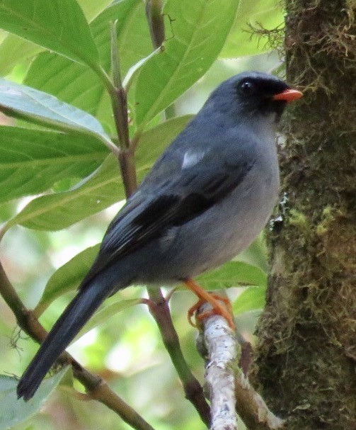 Black-faced Solitaire - Steve McInnis