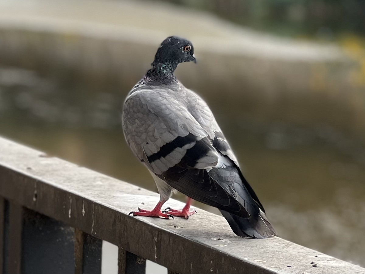 Rock Pigeon - Joseph Coureur