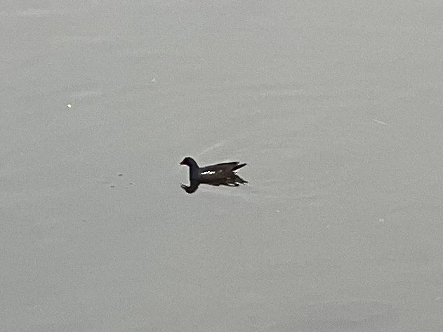 Eurasian Moorhen - Joseph Coureur