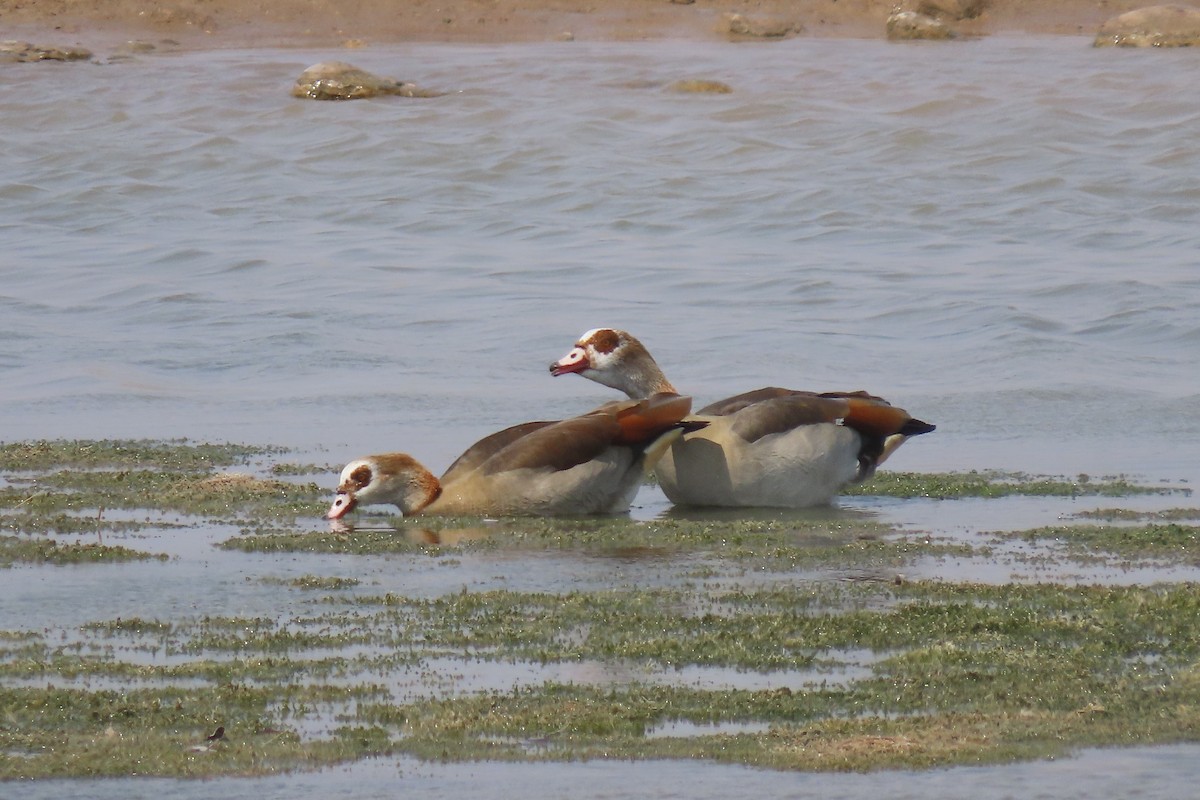 Egyptian Goose - Barb Gregory