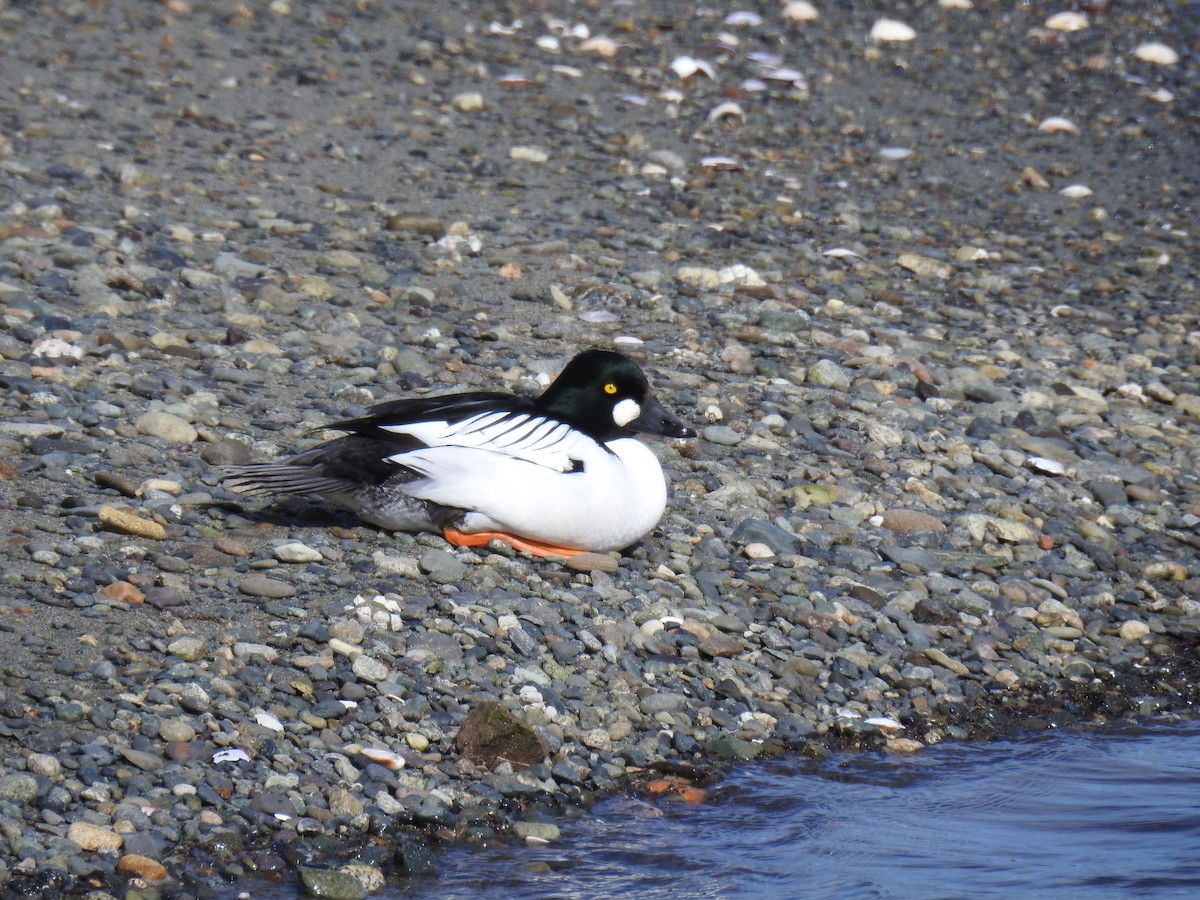 Common Goldeneye - ML49570041