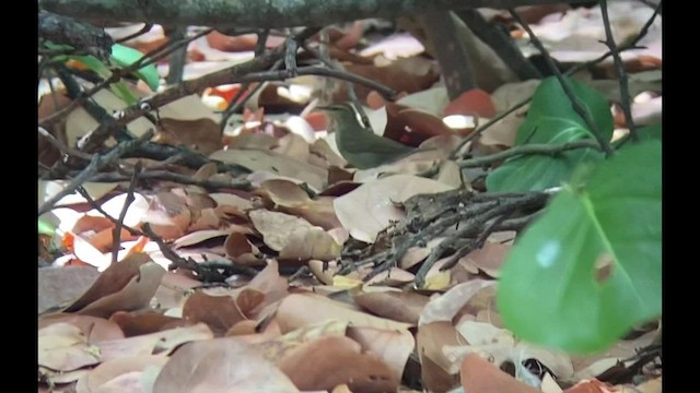 Swainson's Warbler - ML495700471