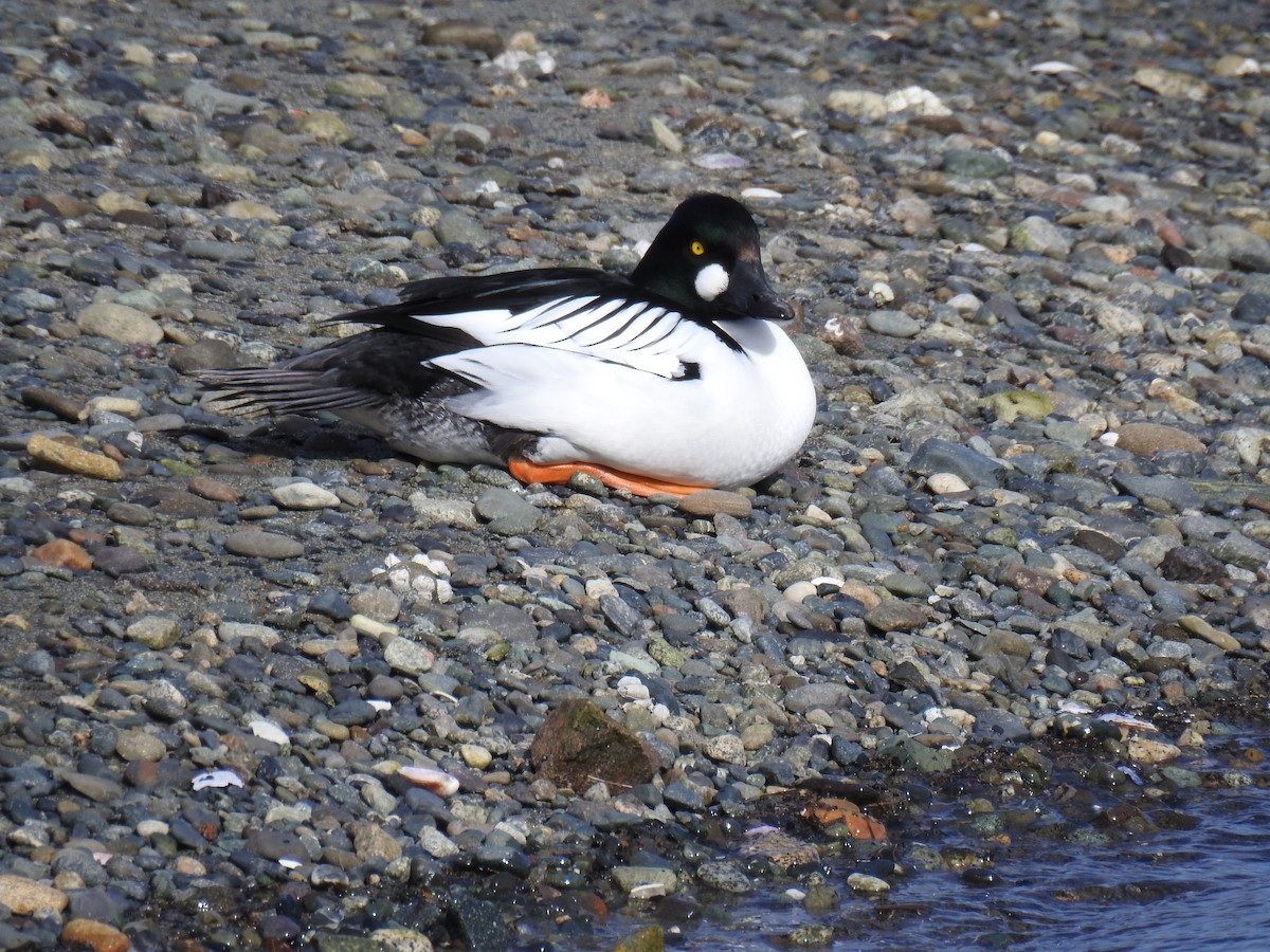 Common Goldeneye - ML49570191