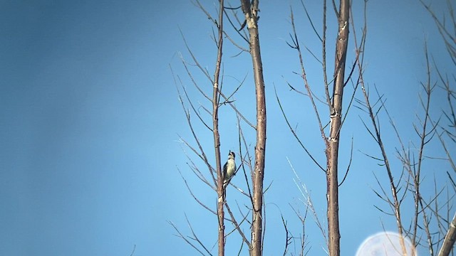 La Sagra's Flycatcher - ML495702241