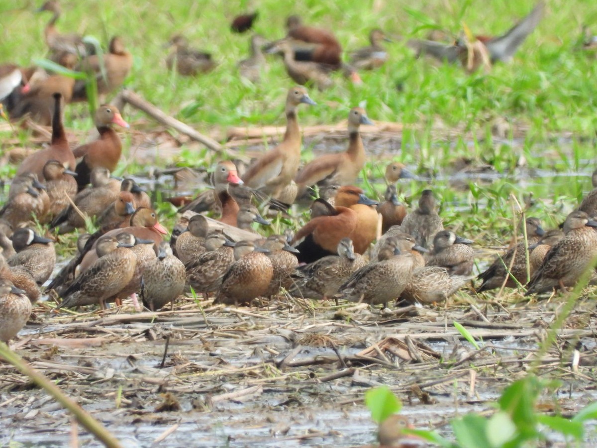 Fulvous Whistling-Duck - ML495703531