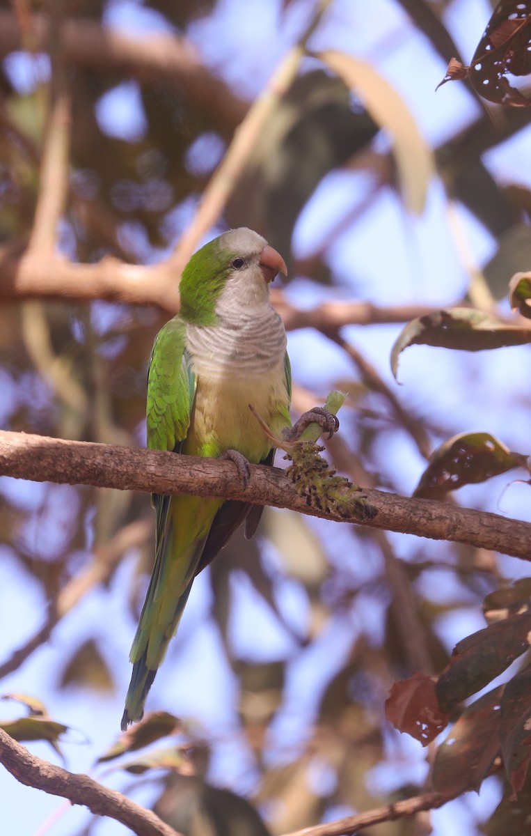 Monk Parakeet - ML495704201