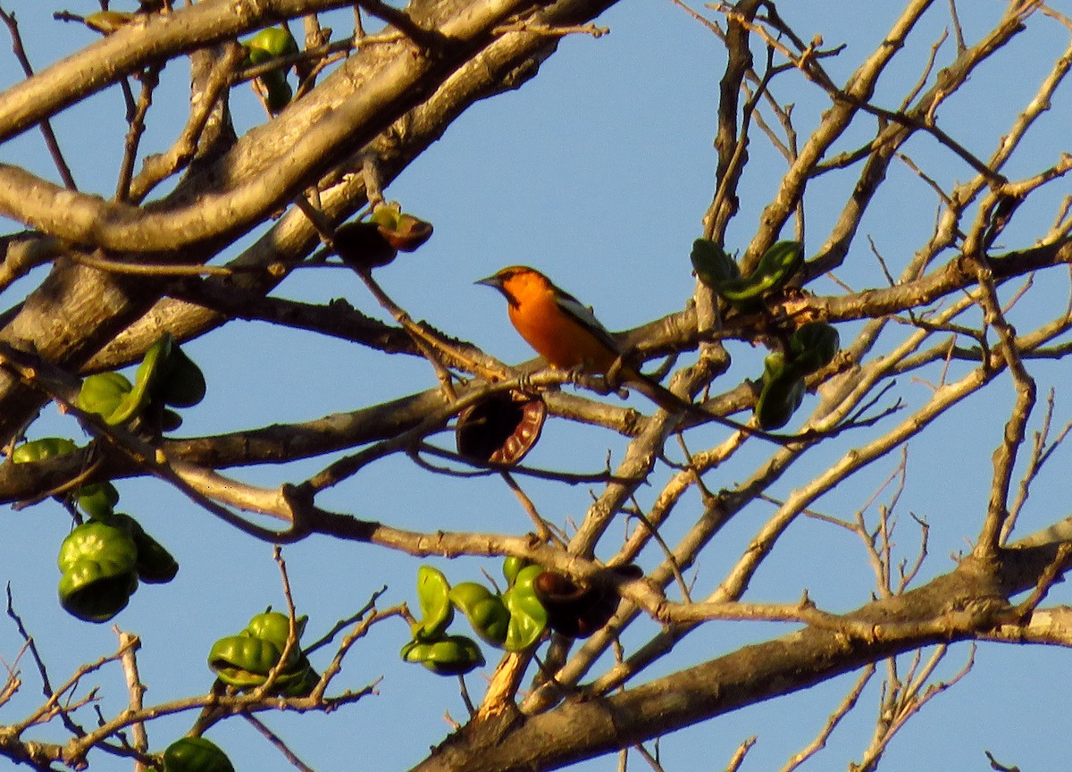 Bullock's Oriole - ML49570571