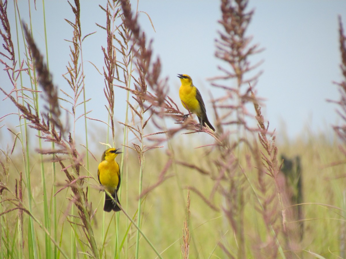 Saffron-cowled Blackbird - ML495705761