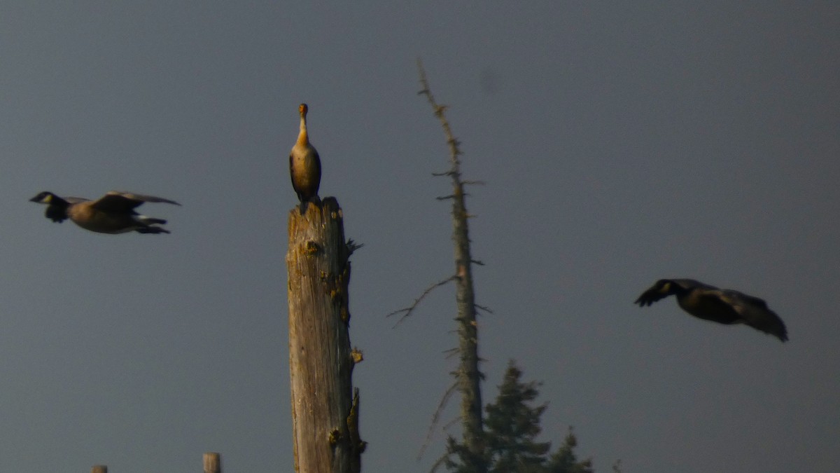 Double-crested Cormorant - Michael Dudzinsky