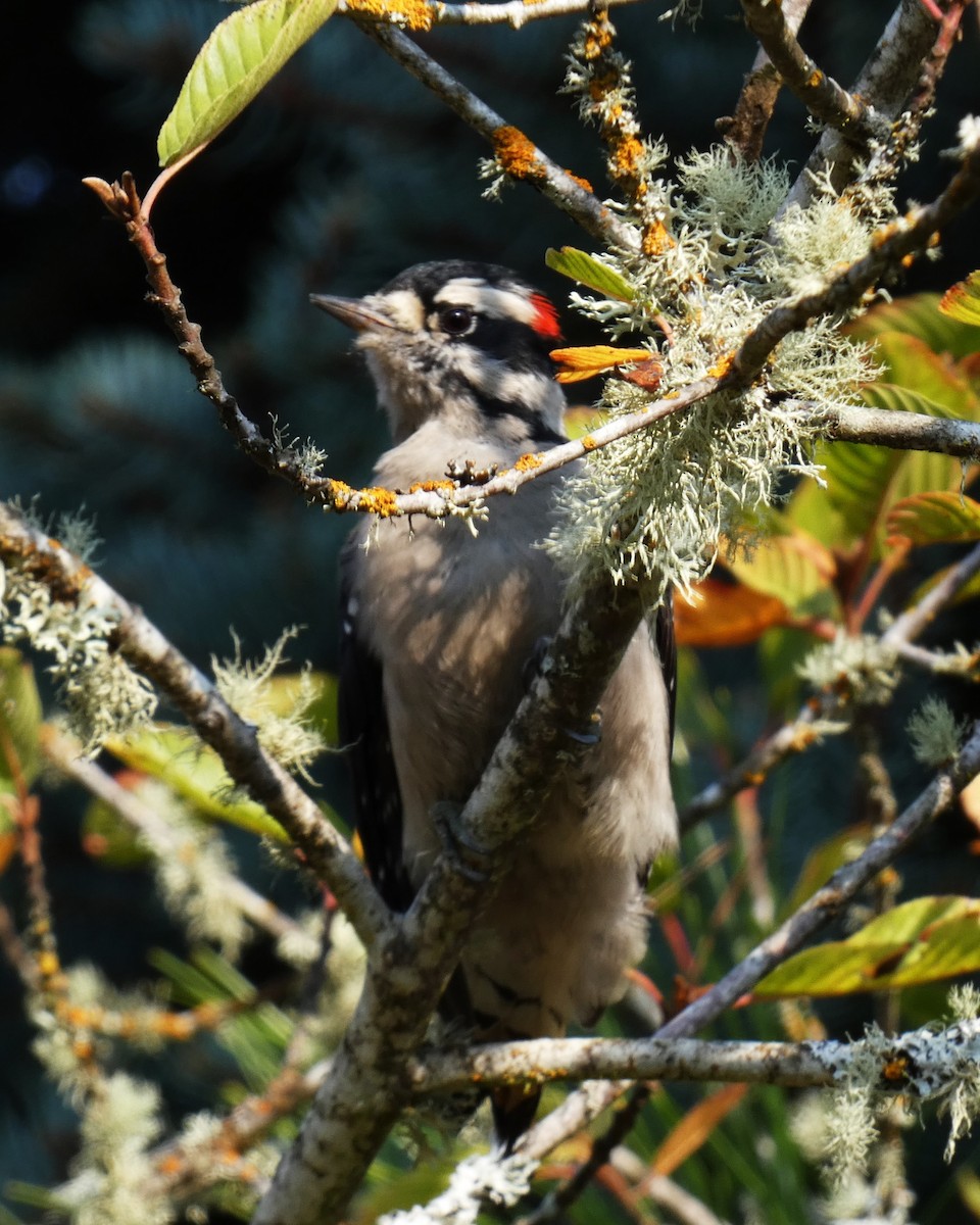 Downy Woodpecker - ML495707321