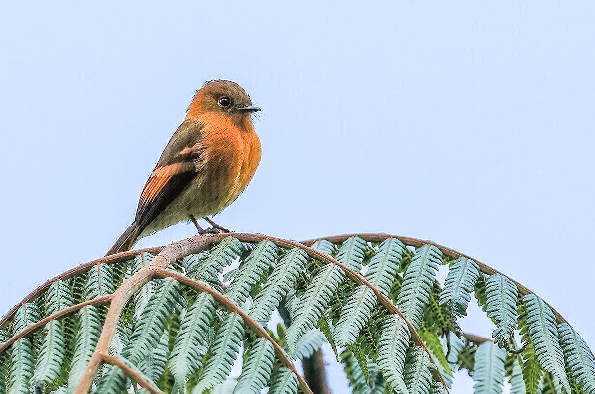 Cinnamon Flycatcher - Alexander Grim