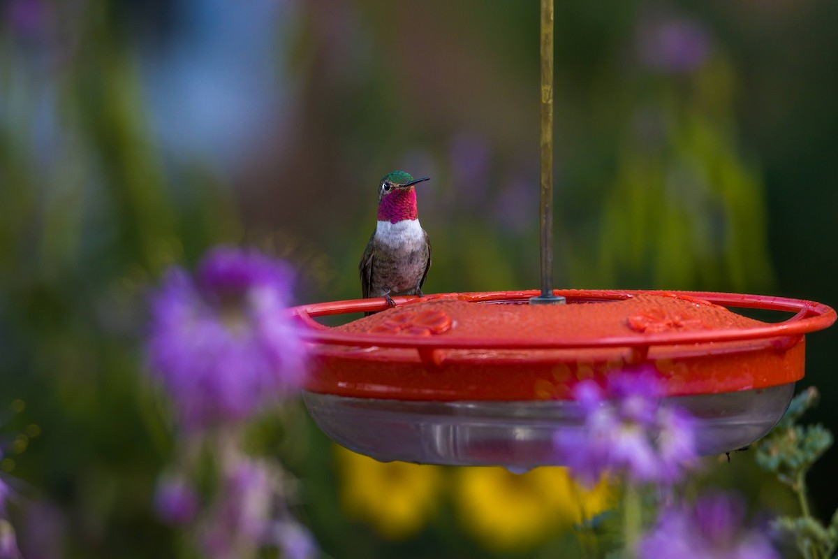 Broad-tailed Hummingbird - Cameron Kirkpatrick