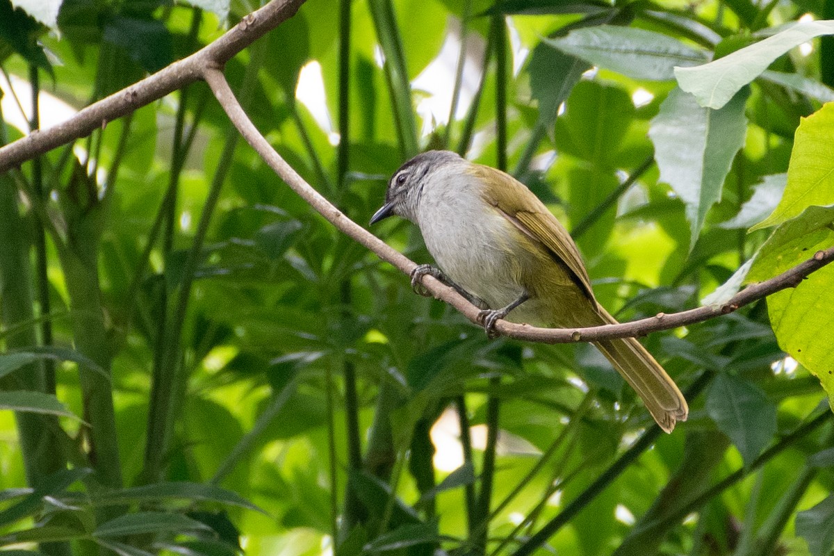 クロガシラアオヒヨ（nigriceps グループ） - ML495709351