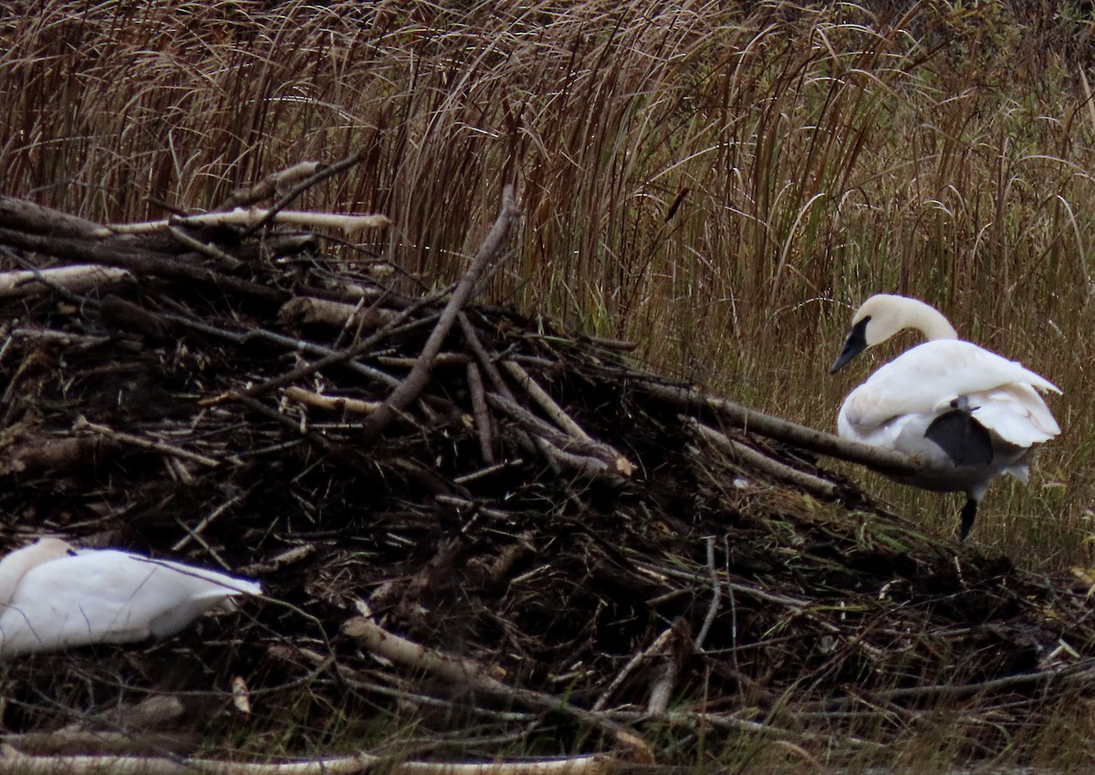 Trumpeter Swan - ML495710291