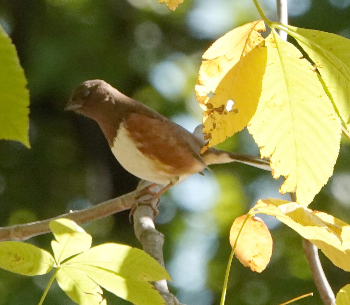 Eastern Towhee - ML495711041