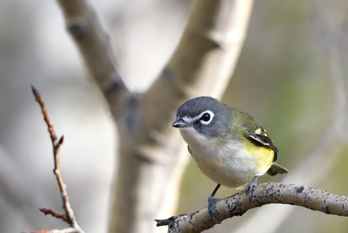 Vireo Solitario - ML495711881