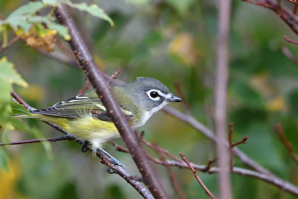 Vireo Solitario - ML495711891