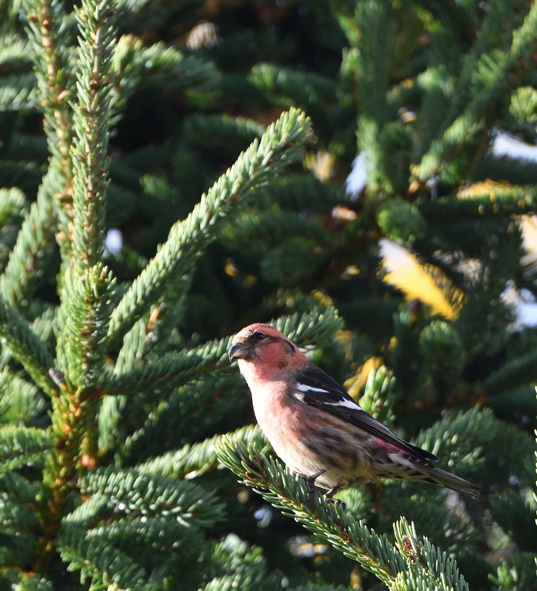 White-winged Crossbill - Sylvain Dallaire