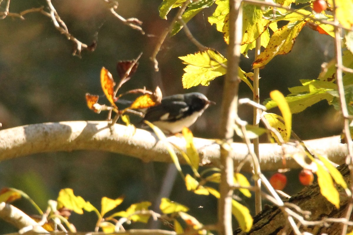 Black-throated Blue Warbler - ML495712351