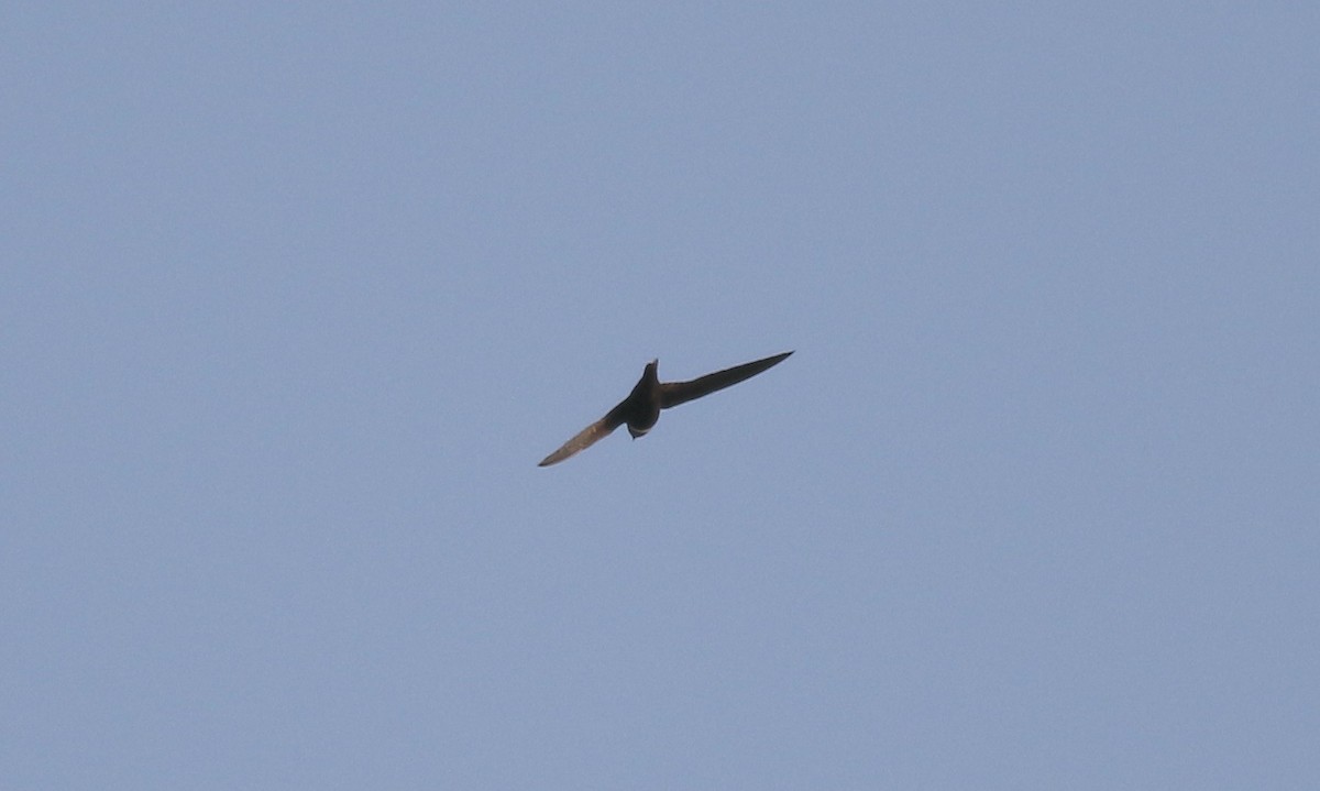 White-collared Swift - ML495712771