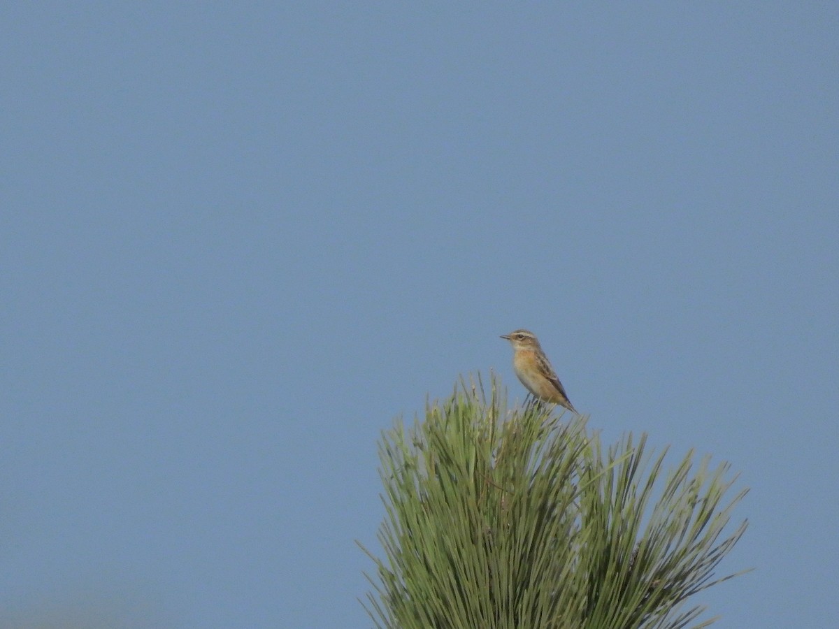 Whinchat - ML495714051