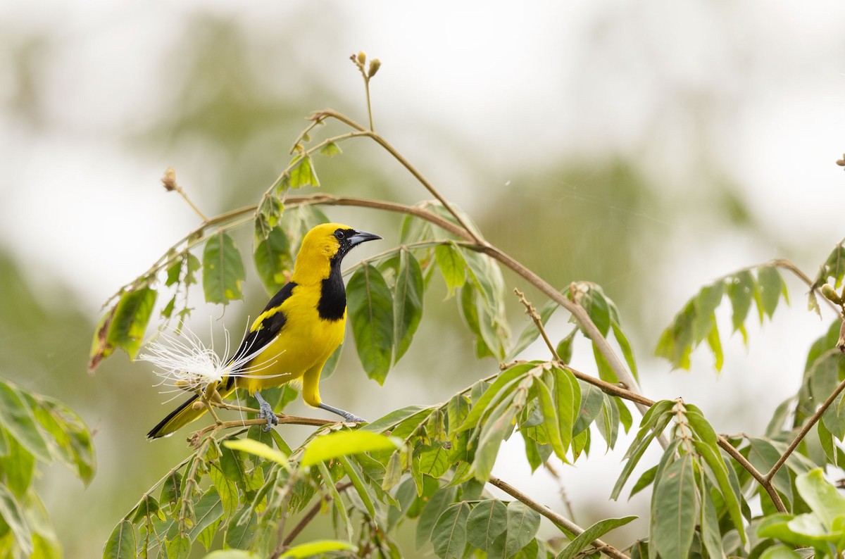 Yellow-tailed Oriole - ML495715311