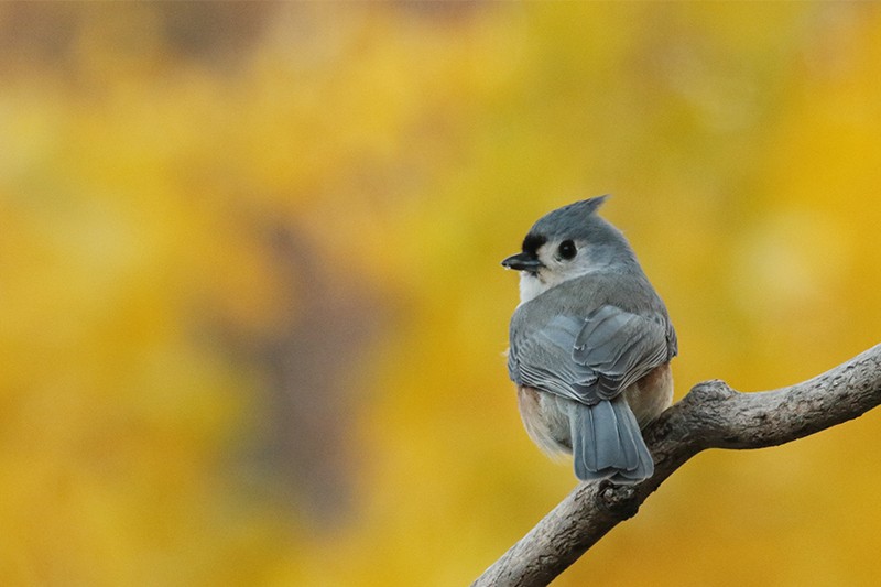 Tufted Titmouse - ML495715751