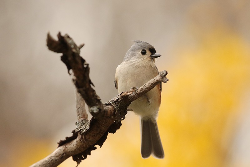 Tufted Titmouse - ML495715771