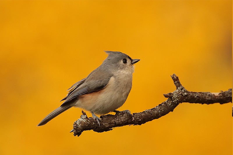 Tufted Titmouse - ML495715801