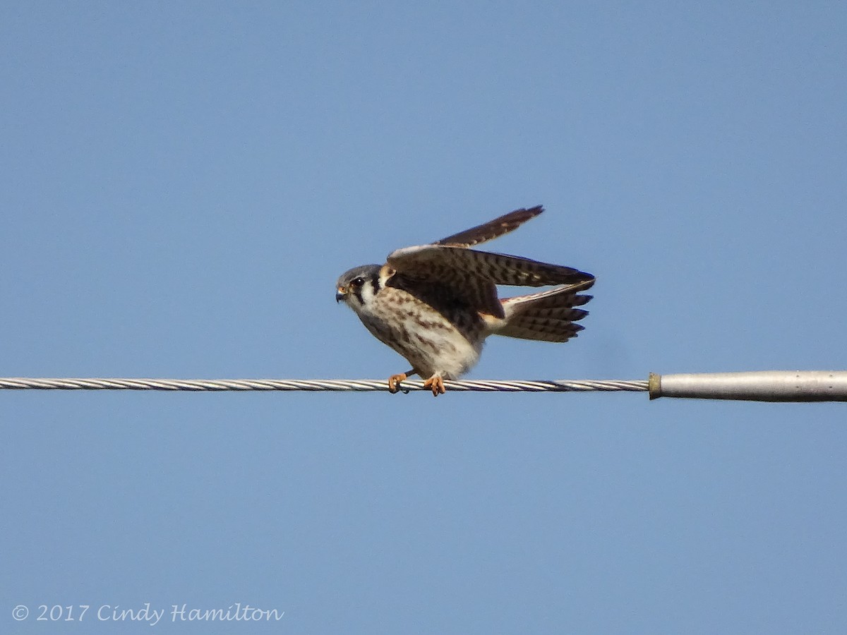 American Kestrel - ML49571621