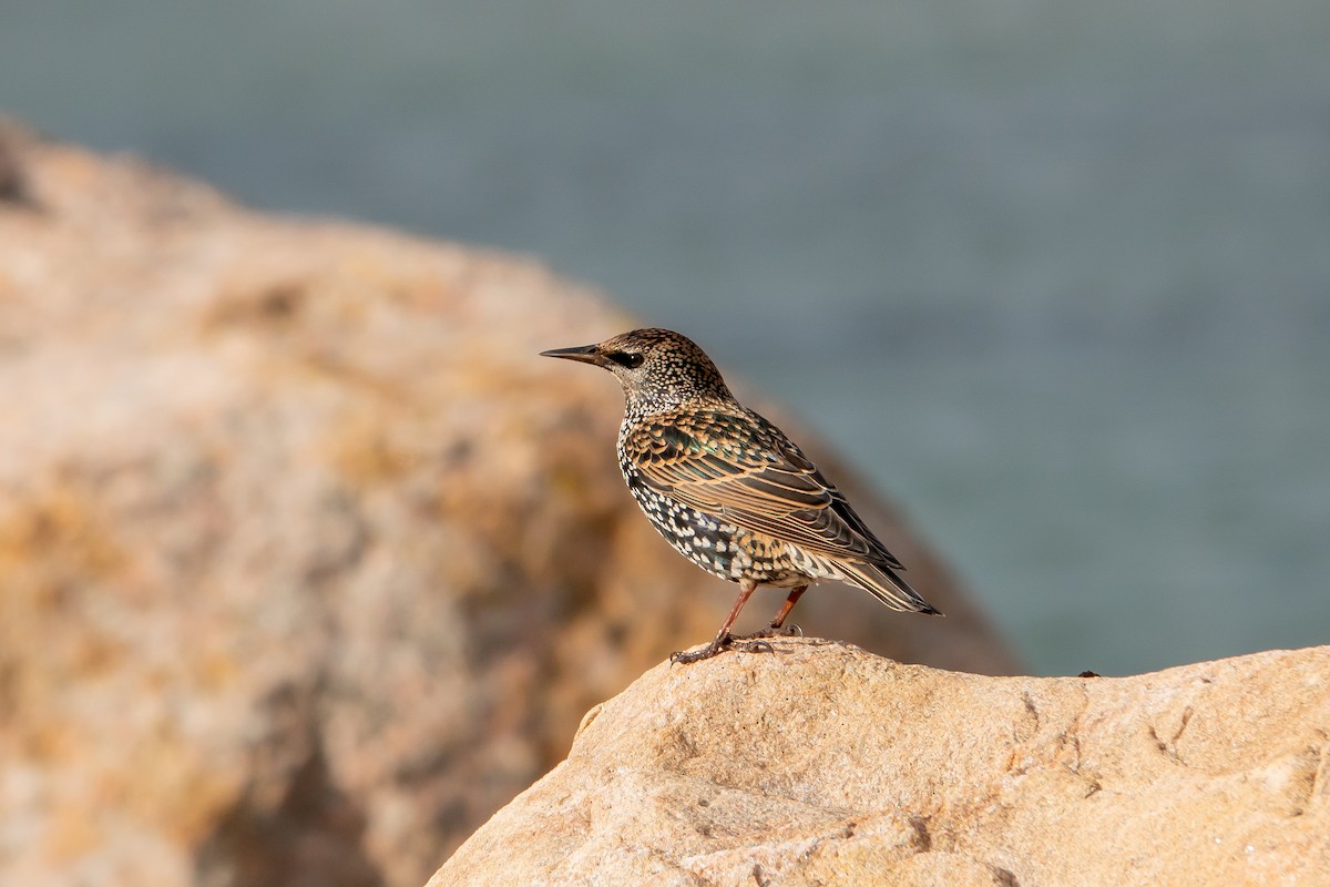 European Starling - ML495717291