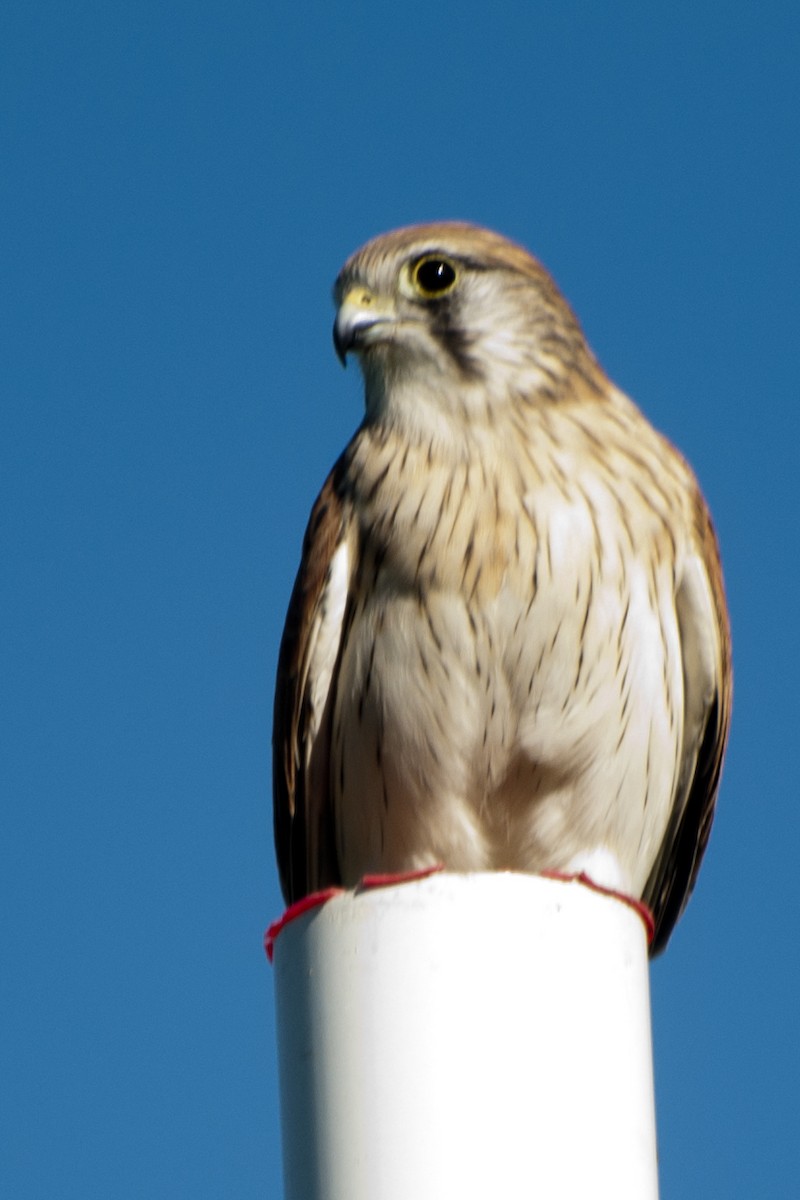 Nankeen Kestrel - ML495717561