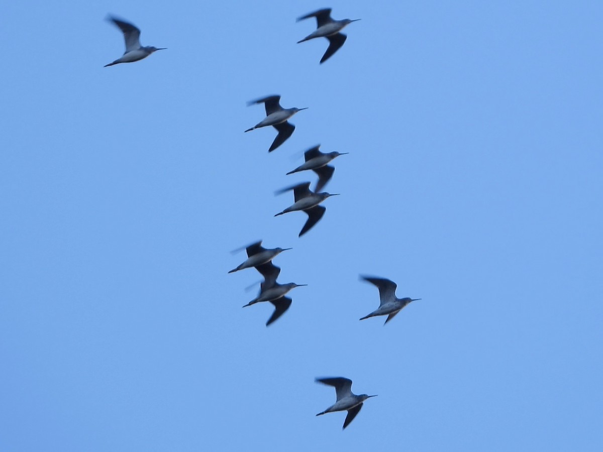 Greater Yellowlegs - ML495718311