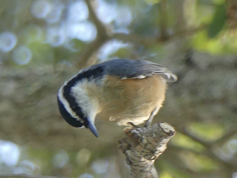Red-breasted Nuthatch - ML495718611