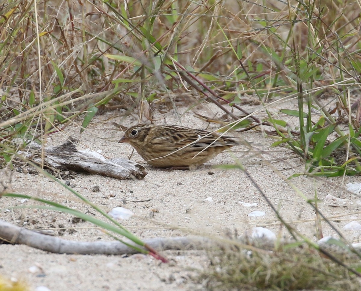 Smith's Longspur - ML495718741