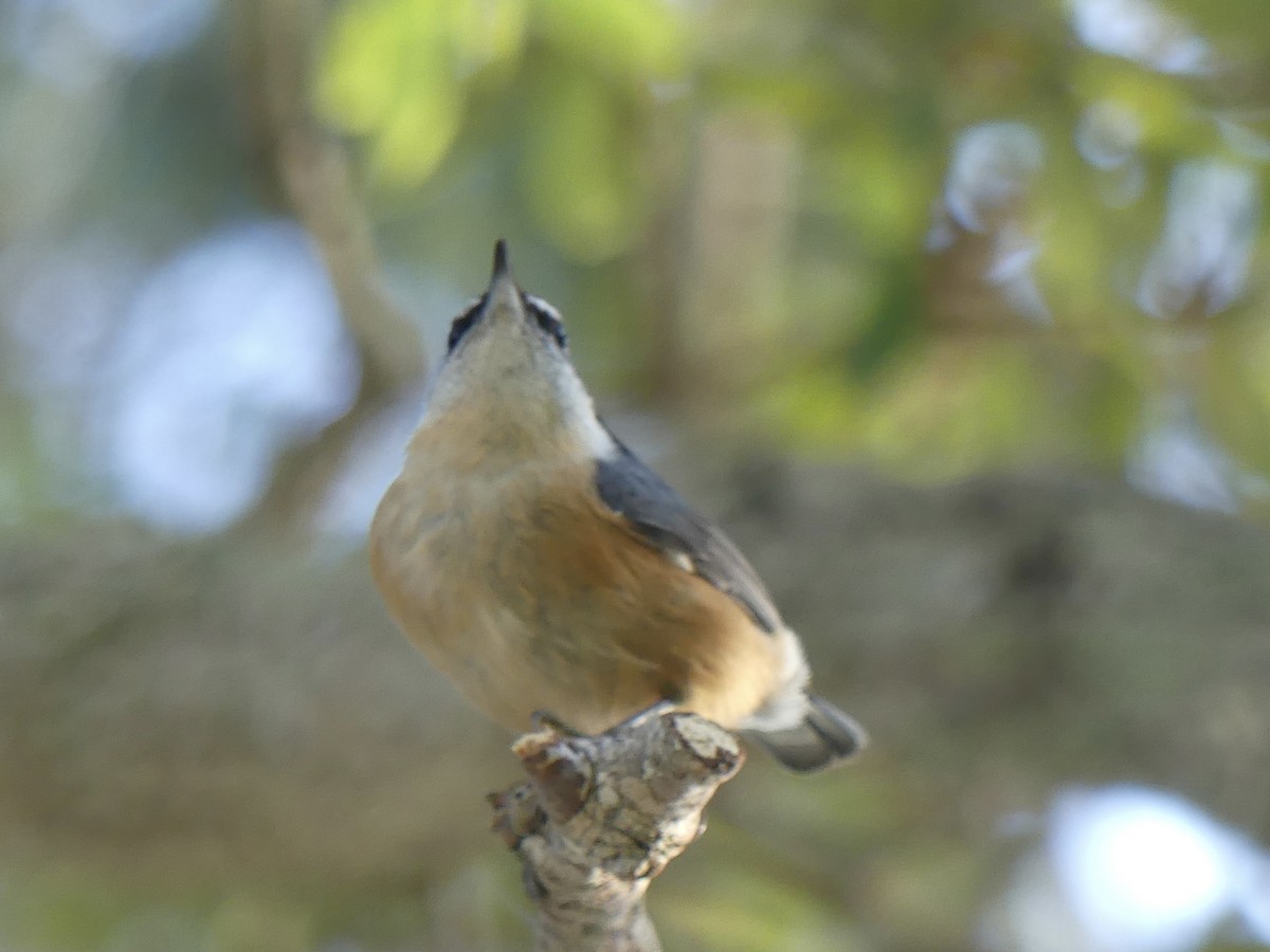 Red-breasted Nuthatch - ML495718751
