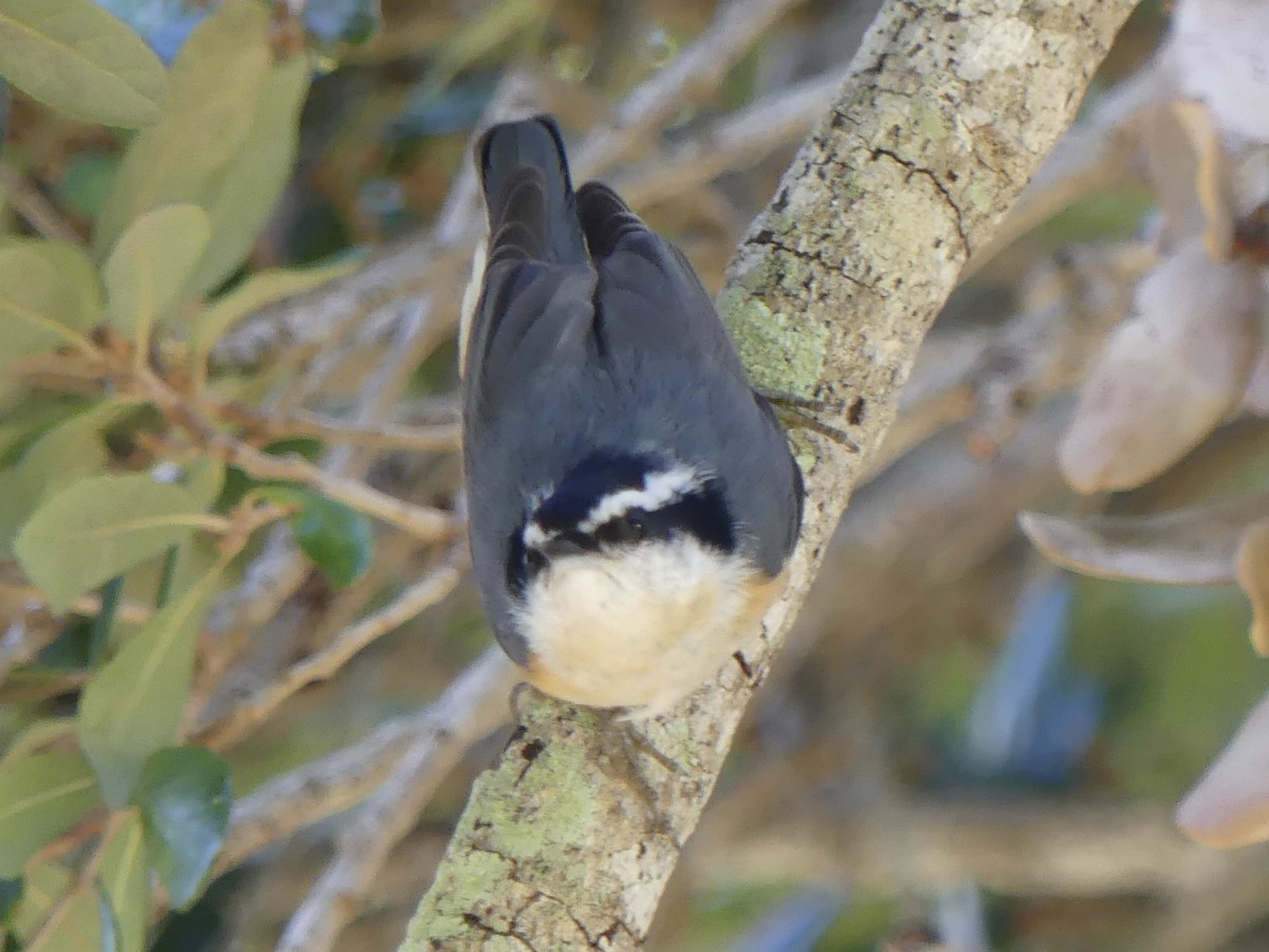 Red-breasted Nuthatch - ML495719031