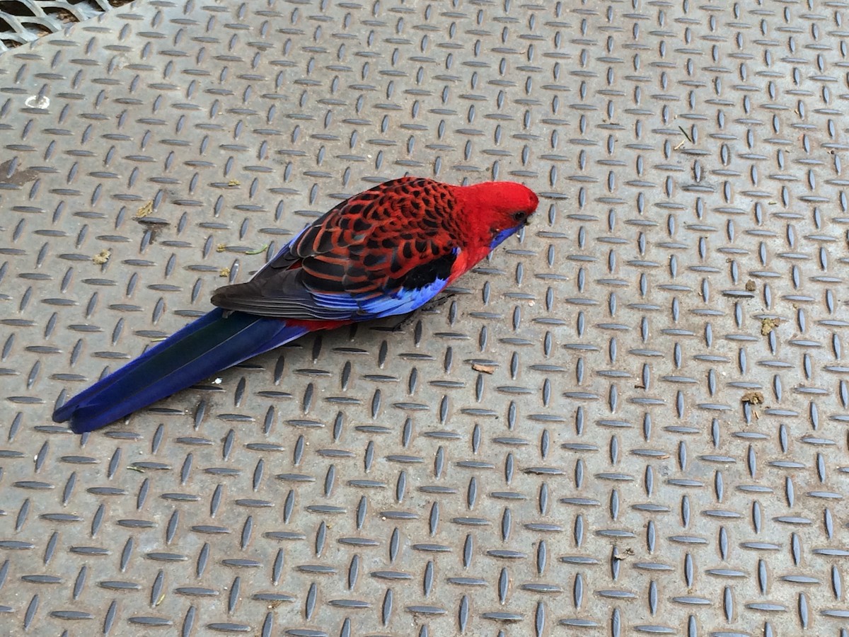 Crimson Rosella - ML495719061