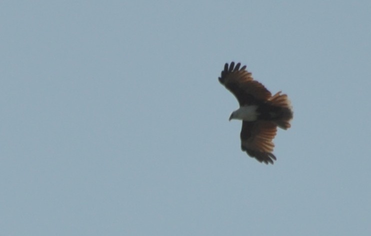 Brahminy Kite - ML495719271