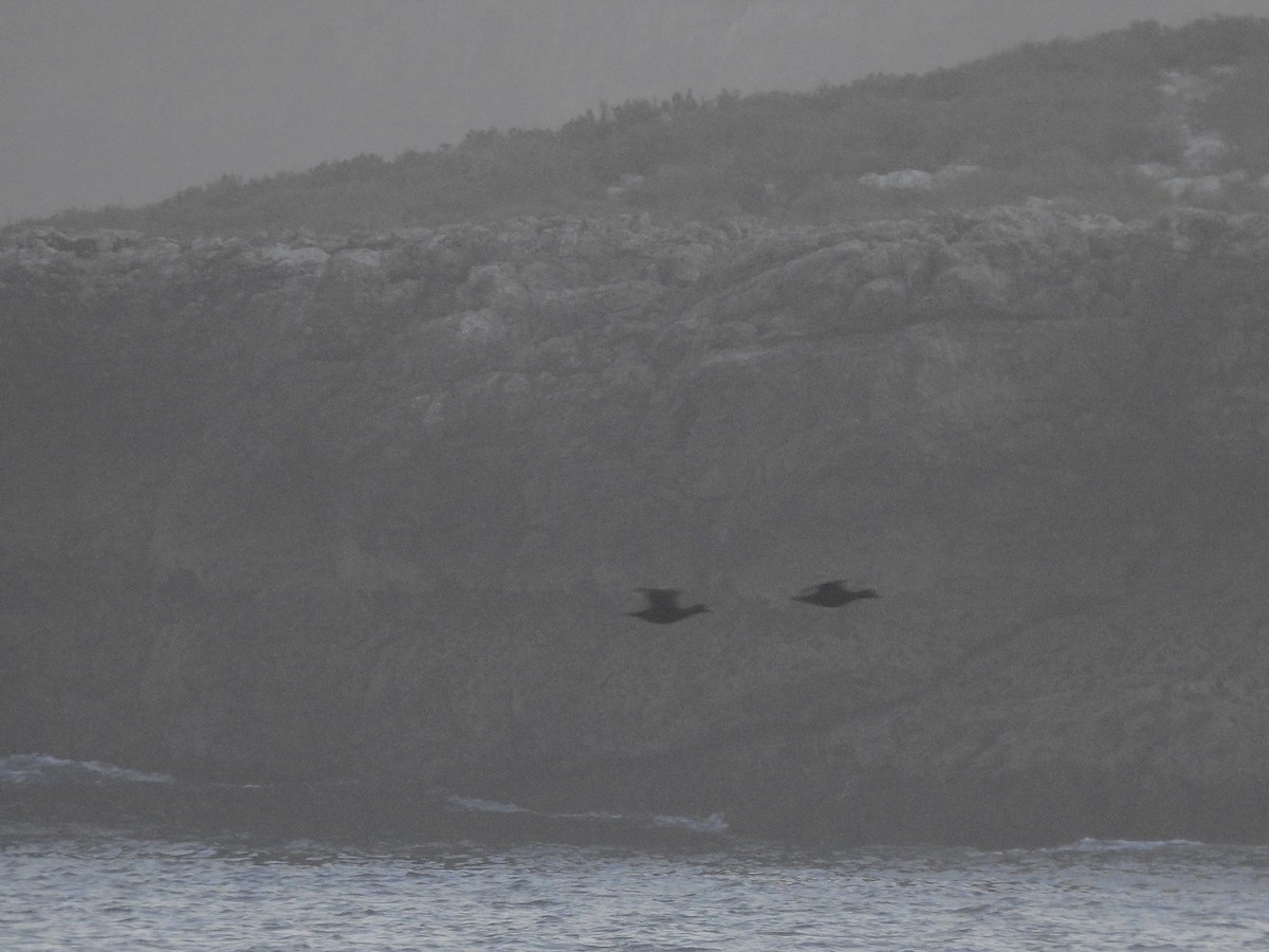 Common Scoter - Daniel Raposo 🦅