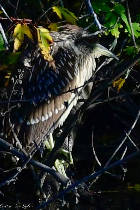 Black-crowned Night Heron - Cristine Van Dyke